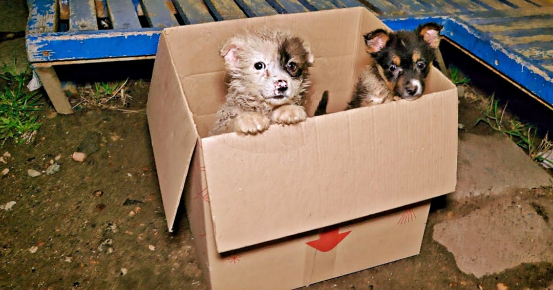 Bus Driver Comes To Halt When He Sees Puppies ‘Poking-Out’ Of Cardboard Box